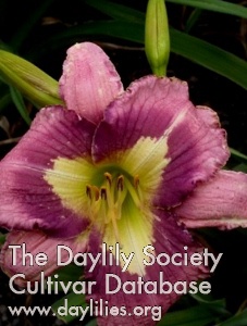 Daylily Westbourne Unusual Character